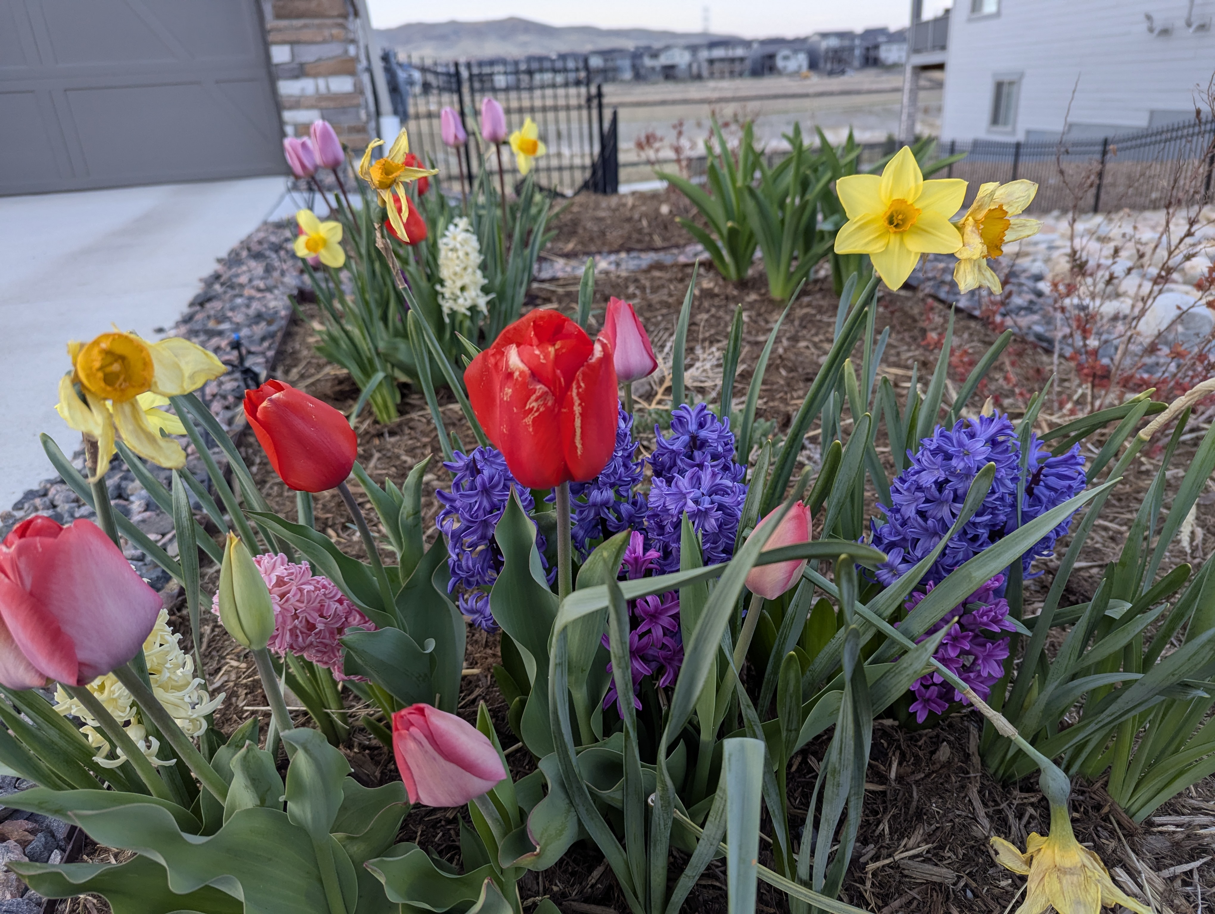 Garden, Flowers, Morrison, Colorado